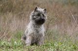 CAIRN TERRIER 613